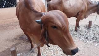 Gir cows in karnataka dairy farm.