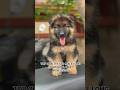 TOP QUALITY GSD MALE LONG COAT AVAILABLE DM/8050525227 #trending #puppy #gsdlover #puppyBengaluru