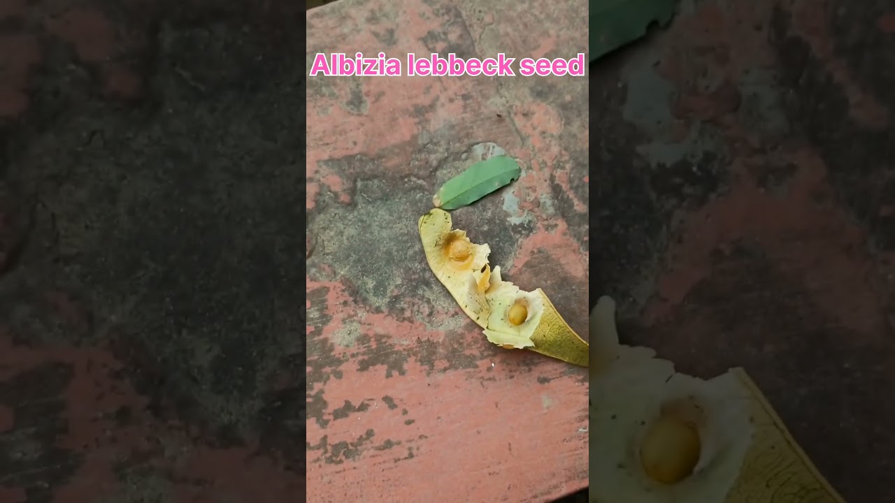 शिरीष - Woman's Tongue Tree | Shak Shak Tree 