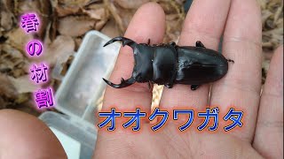 おるなーたMHHC　オオクワガタ　F0 材割成虫59㎜　美形コン2位個体 mqdefault.jpg