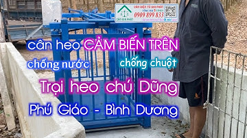 Cân điện tử cân heo 4 con - 500kg 1 tấn - cân heo cảm biến trên, trại chú Dũng ở Phú Giáo Bình Dương