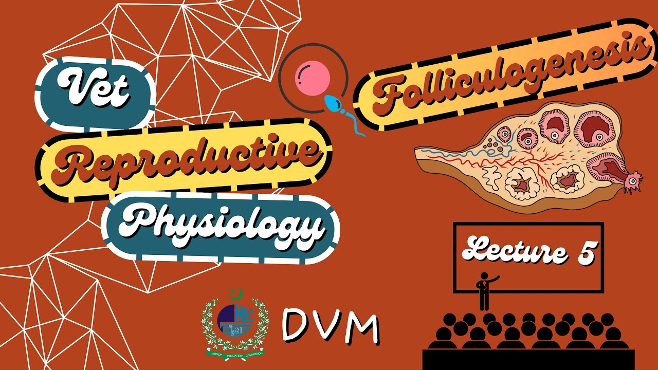 Folliculogenesis Explained Simply [CC] | Stages of Follicle Development in Animals| VetCare🐾
