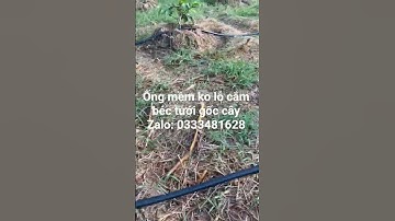 Ống mềm ko lỗ cắm béc tưới gốc cây BIMI AGRI #bimiagrivietnam