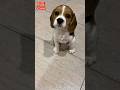 Cute Beagle Puppy Barking Sound🐾😍! #shortsfeed #shorts #dog #beagle