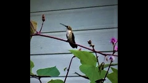 Ruby Throated Humming Bird- Determining Male or Female and Other Fun Facts