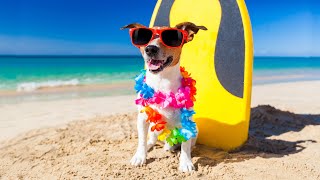 Compilation Di Cani E Gatti Divertenti - Funniest Animals Dogs And Cats 5