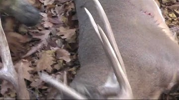 Food Plot Deer Hunting: James Luck Part 2 - The Management Advantage #21