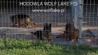 Hodowla Owczarków Niemieckich Długowłosych Wolf Lake Fci