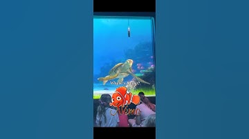 WHERE IS NEMO ? Turtle talk with crush 😂