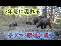 子グマ3頭連れ親子 2年毎に3頭連れて現れる Brown Bear Trail camera Hunting camera 北海道ヒグマチャンネル ヒグマ 羆 トレイルカメラ ヒグマ親子 親子熊