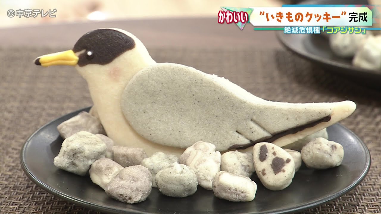 いきものクッキー”】新作は「コアジサシ」 魚で求愛？砂利に擬態
