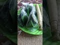 Ada Dumbeg Ada Dumbeg