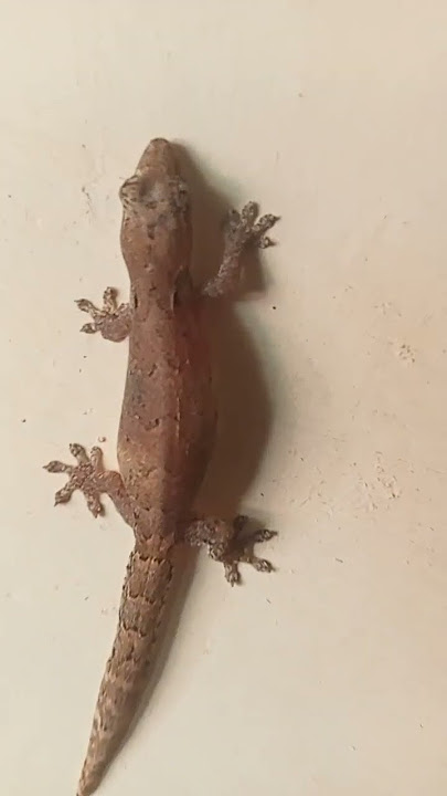 Suara cicak lucu