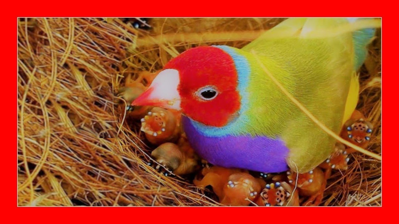 Gould Diamond Breeding 🐦 Естественное или питомниководство?