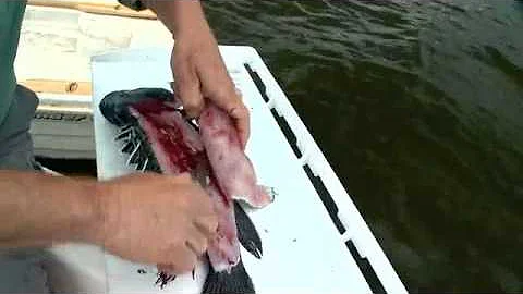 Filleting a Sea Bass