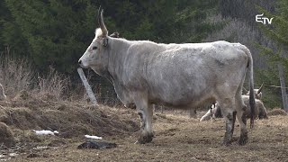 bika szalagféreg életciklusa