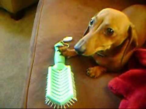 A Dachshund and His Brush