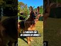 os 5 cães mais protetores do mundo#cachorro #rottweiler #doberman #pitbull #curiosidades #top5 #pets