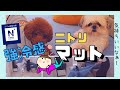 【ニトリ】強冷感Nクールスーパーで犬も涼しい夏～チワワ・シーズー・ミニチュアピンシャー・トイプードル