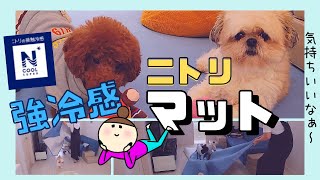 【ニトリ】強冷感Nクールスーパーで犬も涼しい夏～チワワ・シーズー・ミニチュアピンシャー・トイプードル