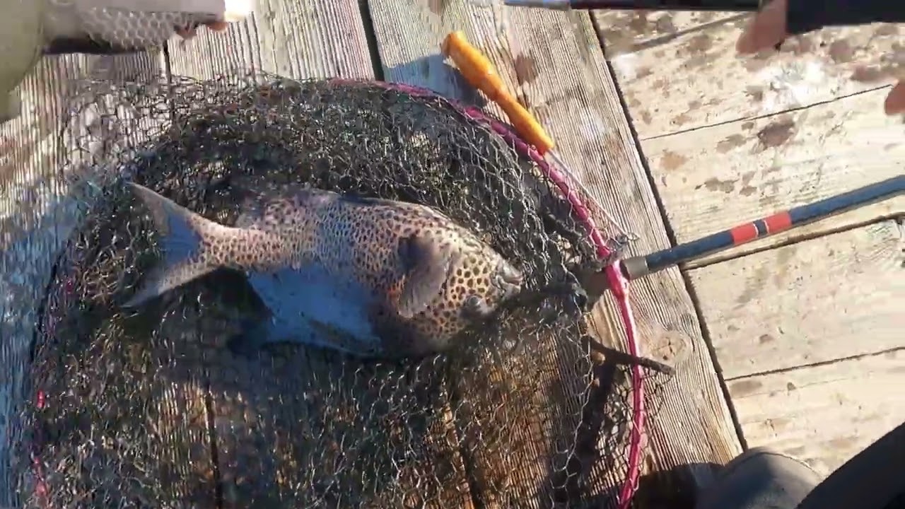 【海上釣堀】2024.12.27あなたに逢い鯛釣り堀【遠矢ウキ】