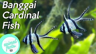 Banggai Cardinalfish • All about this endangered fish