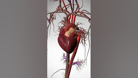 See the Wonder of Your Beating Heart - 3D Animation