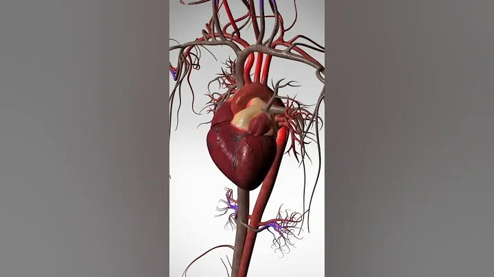 See the Wonder of Your Beating Heart - 3D Animation