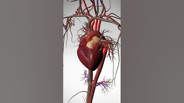See the Wonder of Your Beating Heart - 3D Animation