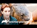 Equipo prueba nuevo tratamiento hormonal en un wombat | Los Irwin: Robert al rescate | Animal Planet