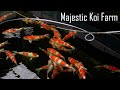 Majestic koi farm di puncak bogor 90 import berkualitas siap show