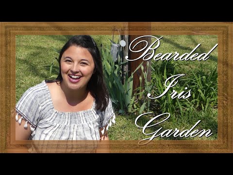 Video: Deadheading dell'iride siberiana: impara come eseguire il deadheading di una pianta di iris siberiana