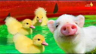 Best mix of funny ducklings, ducks, pig and dog by Funny Ducklings 5,595 views 1 month ago 2 minutes, 6 seconds