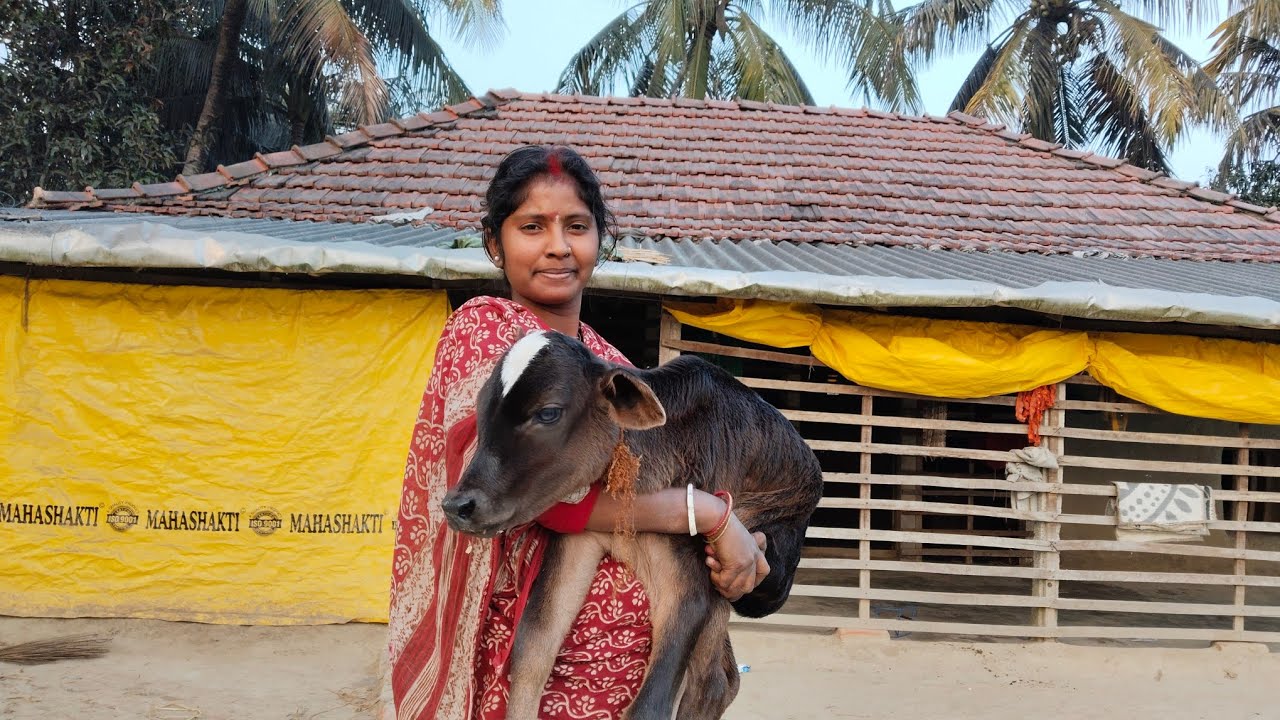 আমাদের গরুর খুব সুন্দর বাছুর হয়েছে 🐄🐮 | সুন্দরবনের গ্রাম্য জীবন | Purna Radha Sundarban Village Life