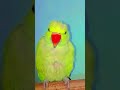 parrot sound 🫶🏻🦜🐦 तोता बोला #viral
