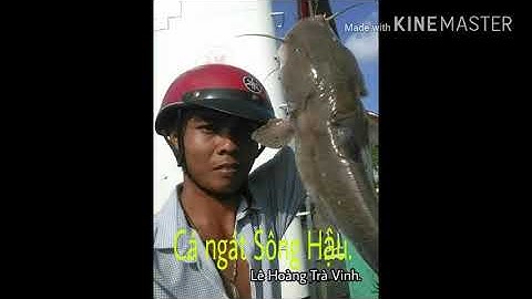 Cá ngát khủng ở sông Hậu