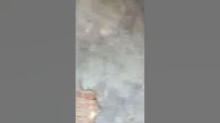 chad smith ker ngaluk