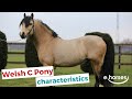 Welsh Pony Cop Type (Section C)  | characteristics, origin & disciplines