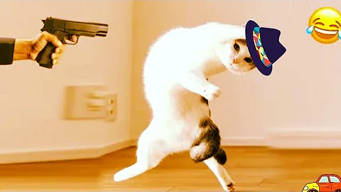 Video 10674161: best funny cat kitten, cat kitten cute funny, laugh funniest cats dogs