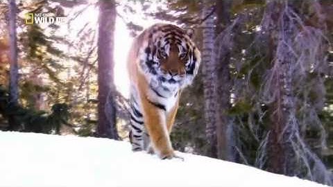 Nat Geo WILD - ULTIMATE PREDATOR Killer Instincts (Full Documentary)