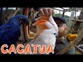 Papo de Biólogo: CACATUA