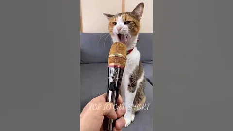 Watch the video about Cat video l Meow sound l viral new funny video