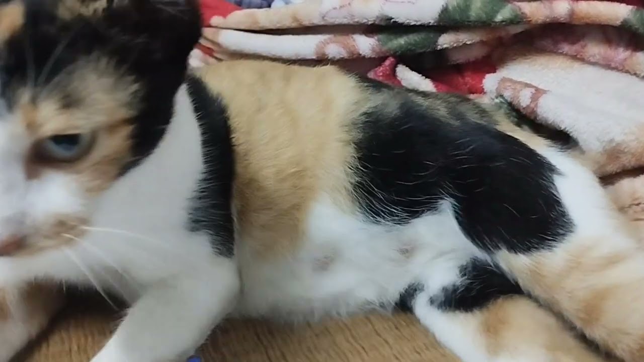 Em muốn demo .bong