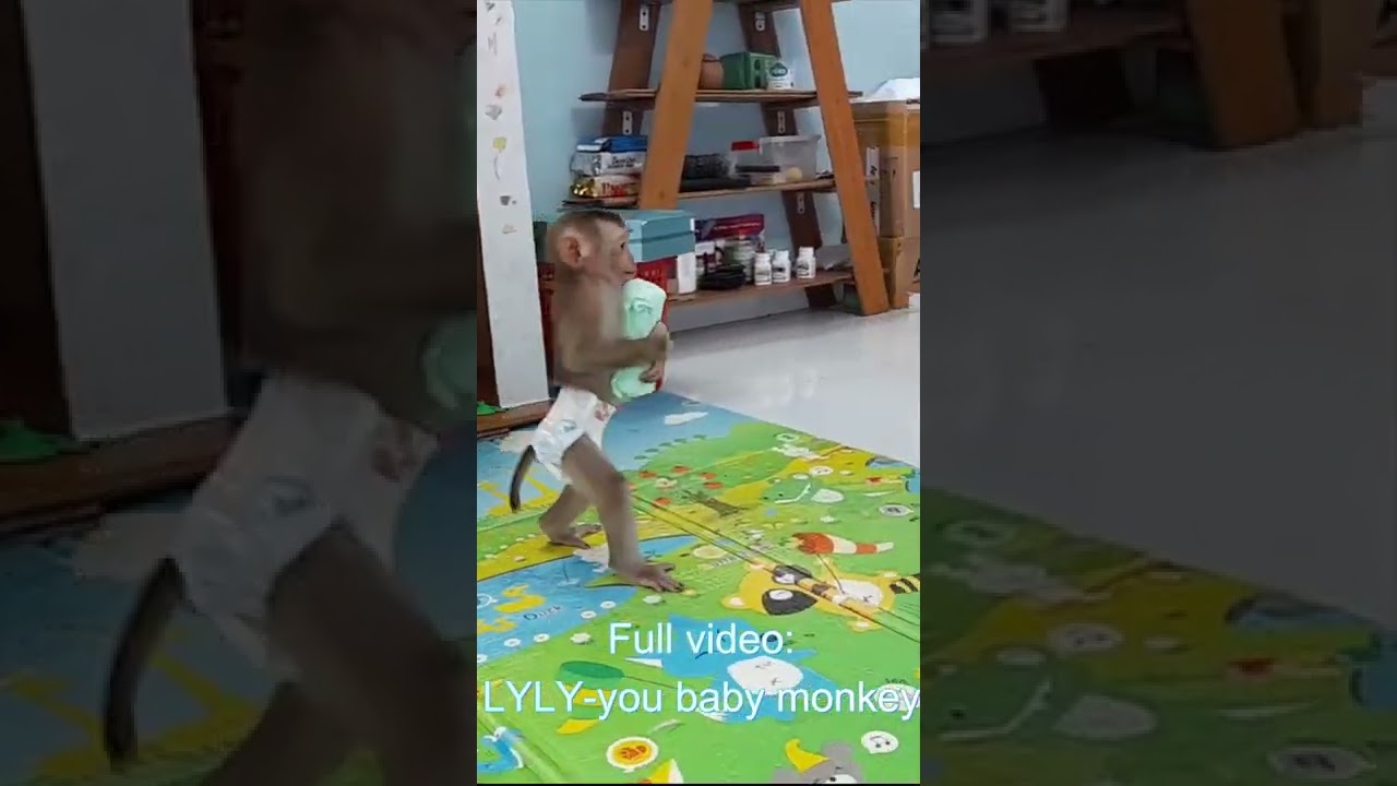 so smart! Baby monkey Lyly takes her own towel to sunbathe