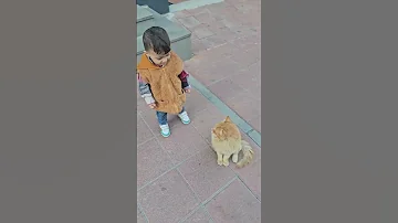 القطة المشمشية حلوة بس شقيه 
