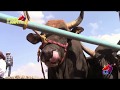 ¡¡ TRADICIONAL JARIPEO !! Rancho La Polvadera En Aguanato, Mich.