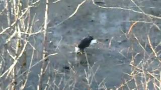 Bald Eagle eating salmon