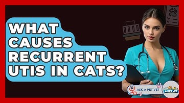 What Causes Recurrent UTIs In Cats? - Ask A Pet Vet