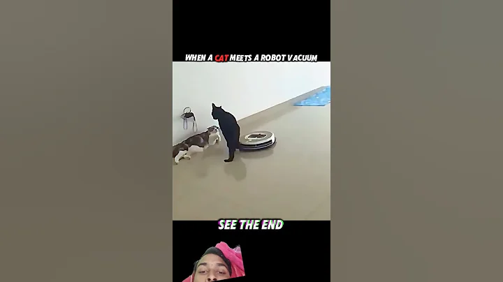 Video 11778211: cat pets funnycats dog, funnycat cat pet cute, cat showcase, amazing funny cats, best cat