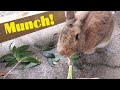 Rabbit eats tiny carrot from the garden